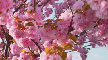 Çiçek açan Sakura ağacında pembe çiçekler. İlkbaharda kiraz çiçeği.