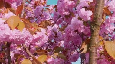 Çiçek açan Sakura ağacında pembe çiçekler. İlkbaharda kiraz çiçeği.