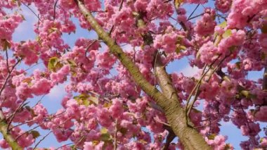 Çiçek açan Sakura ağacında pembe çiçekler. İlkbaharda kiraz çiçeği.