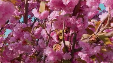 Çiçek açan Sakura ağacında pembe çiçekler. İlkbaharda kiraz çiçeği.