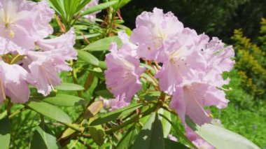Yaz bahçesinde büyük pembe çiçekleri olan Rhododendron ağacı.