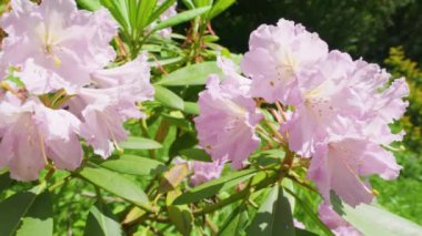 Yaz bahçesinde büyük pembe çiçekleri olan Rhododendron ağacı.