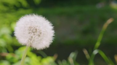 Yeşil arka planda rüzgarın etkisiyle uçan karahindiba tohumları. Yavaş çekim.