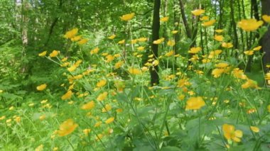 Sarı düğün çiçekleri ve yeşil çimenler yaz ormanının arka planında.