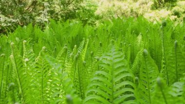 Eğreltiotu yaprakları yaz ormanında.