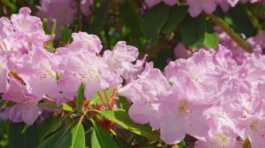 Yaz bahçesinde büyük pembe çiçekleri olan Rhododendron ağacı.