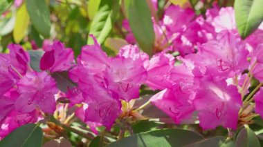 Yaz bahçesinde büyük pembe çiçekleri olan Rhododendron ağacı.