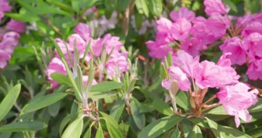 Yaz bahçesinde büyük pembe çiçekleri olan Rhododendron ağacı.