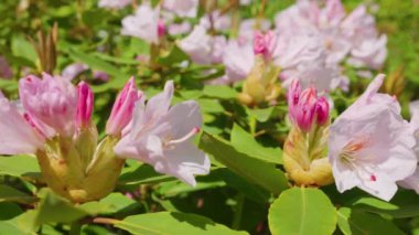 Yaz bahçesinde büyük pembe çiçekleri olan Rhododendron ağacı.
