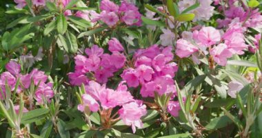 Yaz bahçesinde büyük pembe çiçekleri olan Rhododendron ağacı.