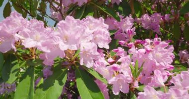Yaz bahçesinde büyük pembe çiçekleri olan Rhododendron ağacı.