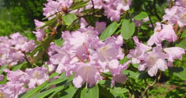 Yaz bahçesinde büyük pembe çiçekleri olan Rhododendron ağacı.