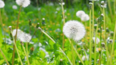 Beyaz karahindiba kafalar, yeşil çimenler ve yaz otlağında sarı düğün çiçekleri..