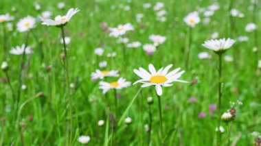 Papatya çiçekleri ve yeşil çimenler bir yaz çayırında. Vahşi tarla çiçekleri.