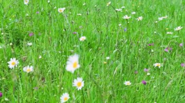 Papatya çiçekleri ve yeşil çimenler bir yaz çayırında. Vahşi tarla çiçekleri.