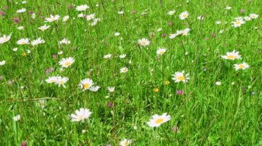 Papatya çiçekleri ve yeşil çimenler bir yaz çayırında. Vahşi tarla çiçekleri.
