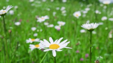 Papatya çiçekleri ve yeşil çimenler bir yaz çayırında. Vahşi tarla çiçekleri.