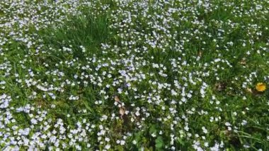 Veronica Persica çiçekleriyle bahar çayırı.