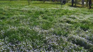 LVIV, UKRAINE - 20 Nisan 2024: Veronica Persica çiçekleriyle bahar çayırı.