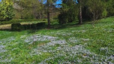 Veronica Persica çiçekleriyle bahar çayırı.