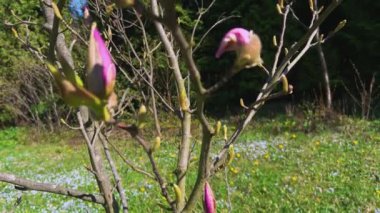 Büyük pembe manolya çiçekleri. Güneş ışınlarıyla aydınlatılıyor. Veronica Persica 'nın çiçekleriyle bahar otlağının arka planına doğru..