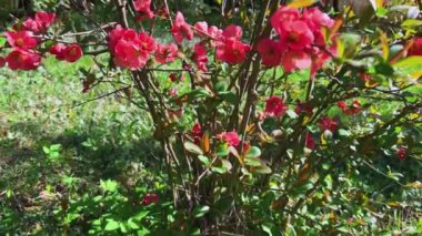Bahar bahçesinde Chaenomeles japonica 'nın parlak kırmızı çiçekleri.