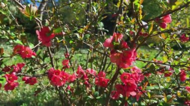 Bahar bahçesinde Chaenomeles japonica 'nın parlak kırmızı çiçekleri.