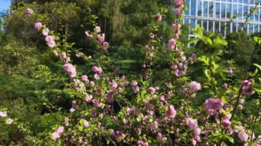 Prunus triloba 'nın çiçek açan çalıları bahar bahçesinde pembe çiçeklerle.