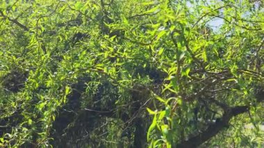 Güzel dalları olan söğüt ağaçları ve çeşmeli bir göletin kıyısında yeşil yapraklar. Yavaş çekim.