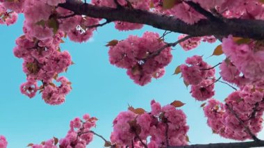 Çiçek açan Sakura ağacında pembe çiçekler. İlkbaharda kiraz çiçeği.