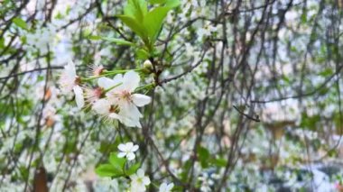 Baharda açan kayısı ağacının beyaz çiçekleri.