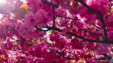 Çiçek açan Sakura ağacında pembe çiçekler. İlkbaharda kiraz çiçeği.