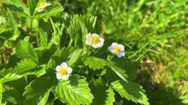 Baharda bahçede çiçeklerle çiçek açan çilek çalısı..