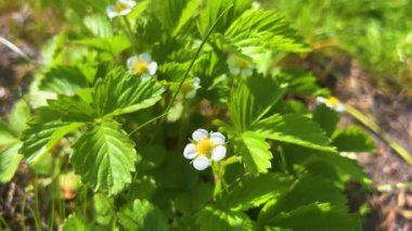 Baharda bahçede çiçeklerle çiçek açan çilek çalısı..