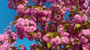 Çiçek açan Sakura ağacında pembe çiçekler. İlkbaharda kiraz çiçeği.