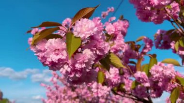 Çiçek açan Sakura ağacında pembe çiçekler. İlkbaharda kiraz çiçeği.