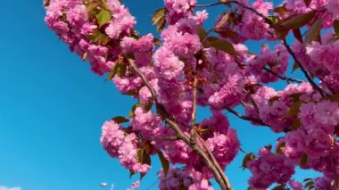 Çiçek açan Sakura ağacında pembe çiçekler. İlkbaharda kiraz çiçeği.