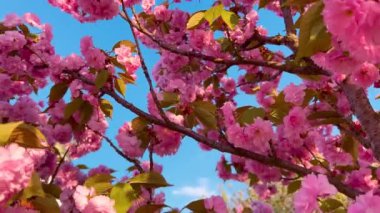 Çiçek açan Sakura ağacında pembe çiçekler. İlkbaharda kiraz çiçeği.