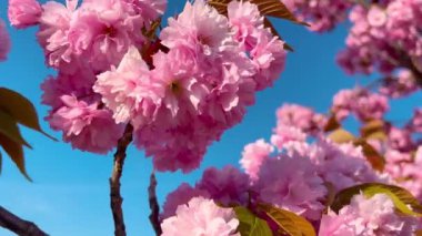 Çiçek açan Sakura ağacında pembe çiçekler. İlkbaharda kiraz çiçeği.