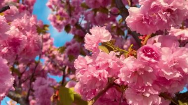 Çiçek açan Sakura ağacında pembe çiçekler. İlkbaharda kiraz çiçeği.