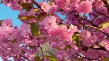 Çiçek açan Sakura ağacında pembe çiçekler. İlkbaharda kiraz çiçeği.