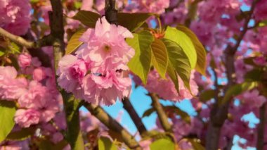 Çiçek açan Sakura ağacında pembe çiçekler. İlkbaharda kiraz çiçeği.