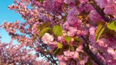 Çiçek açan Sakura ağacında pembe çiçekler. İlkbaharda kiraz çiçeği.