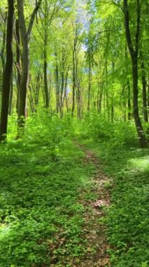 Bahar kayın ormanlarında yol boyunca yürü. Dikey video.