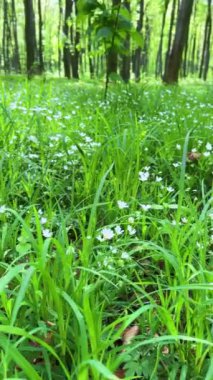İlkbahar kayın ormanında yemyeşil çimenler ve narin beyaz çiçeklerle dolu bir orman. Dikey video.