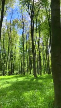 Bahar kayın ormanında bir yürüyüş. Dikey video.