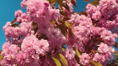 Çiçek açan Sakura ağacında pembe çiçekler. İlkbaharda kiraz çiçeği.