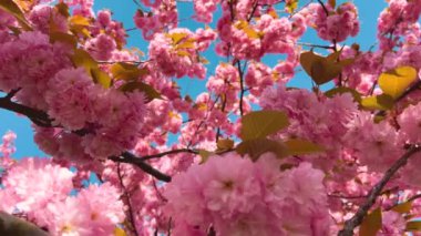 Çiçek açan Sakura ağacında pembe çiçekler. İlkbaharda kiraz çiçeği.