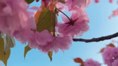 Çiçek açan Sakura ağacında pembe çiçekler. İlkbaharda kiraz çiçeği.