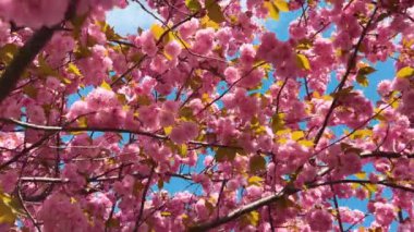 Çiçek açan Sakura ağacında pembe çiçekler. İlkbaharda kiraz çiçeği.